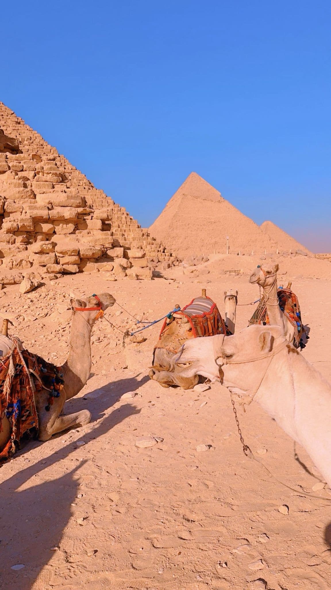 Camel treks at the pyramids